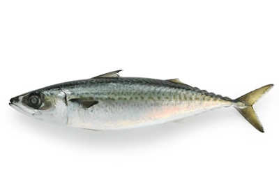 Chub Mackerel fish raw fresh on ice