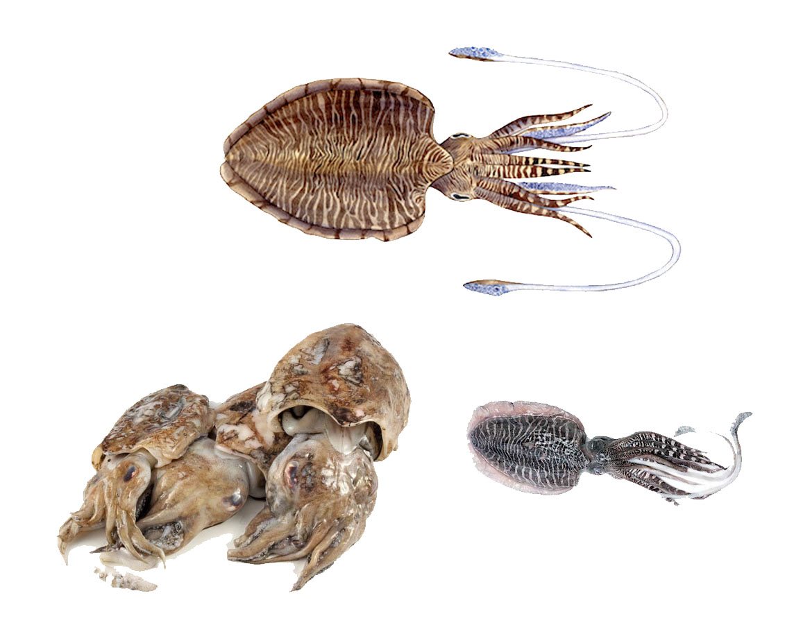 Loligo squid and cephalopod product presentation