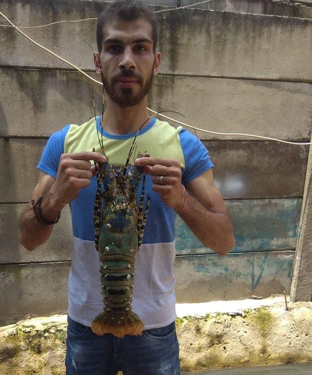 Omani Spiny Lobster on Ice