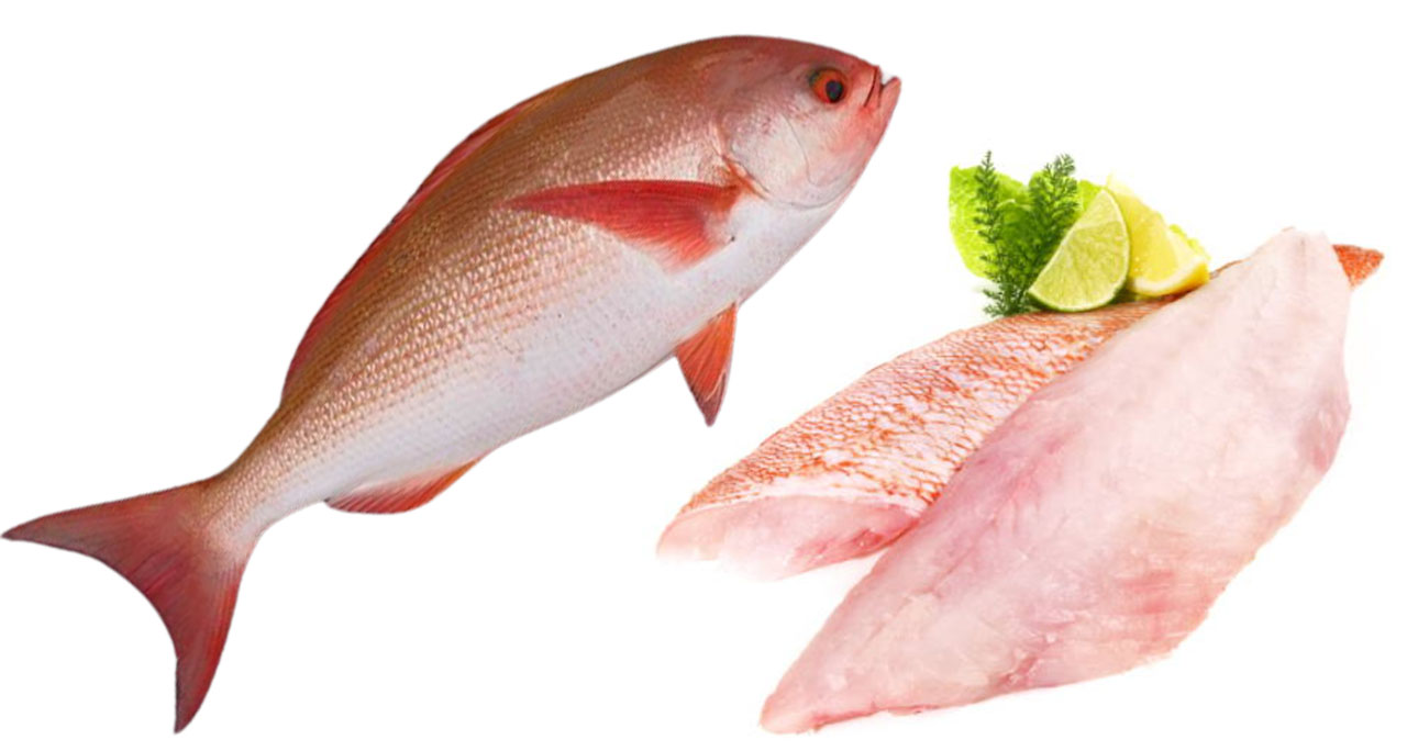 Flame Snapper and Crimson Snapper fillets ready for B2B export