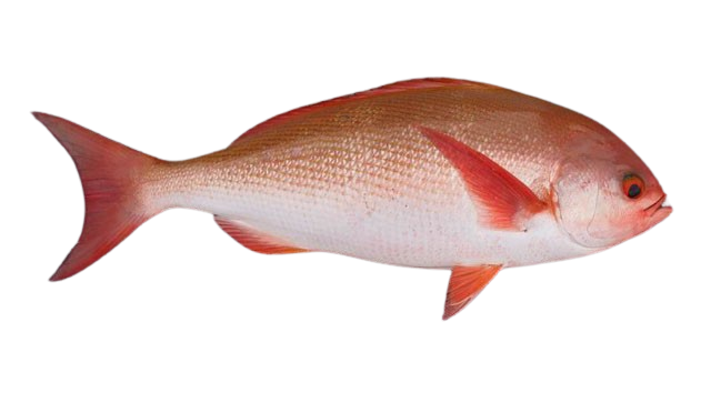 Pinjalo Red Snapper whole raw