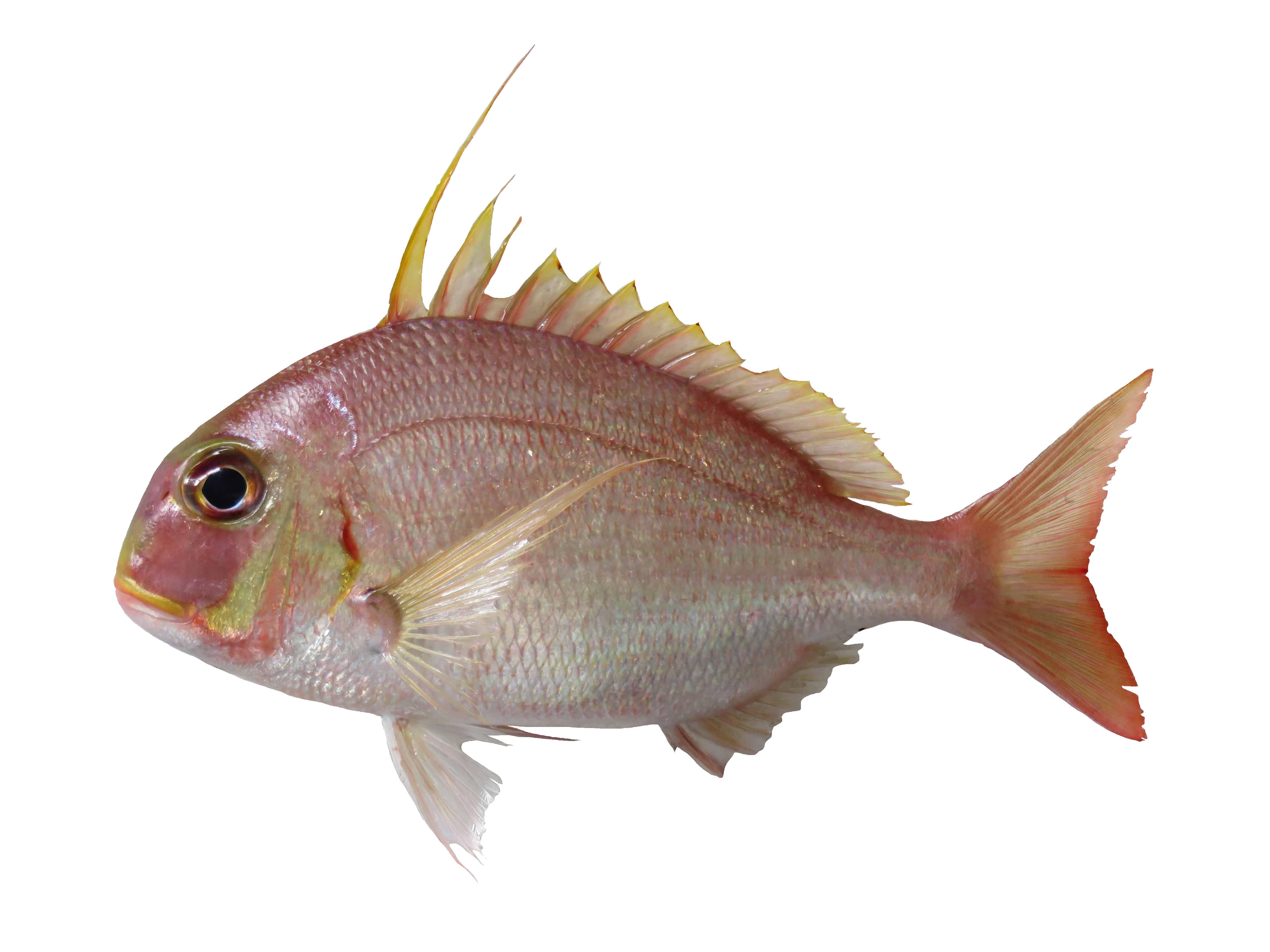 Reef and demersal fish presentation