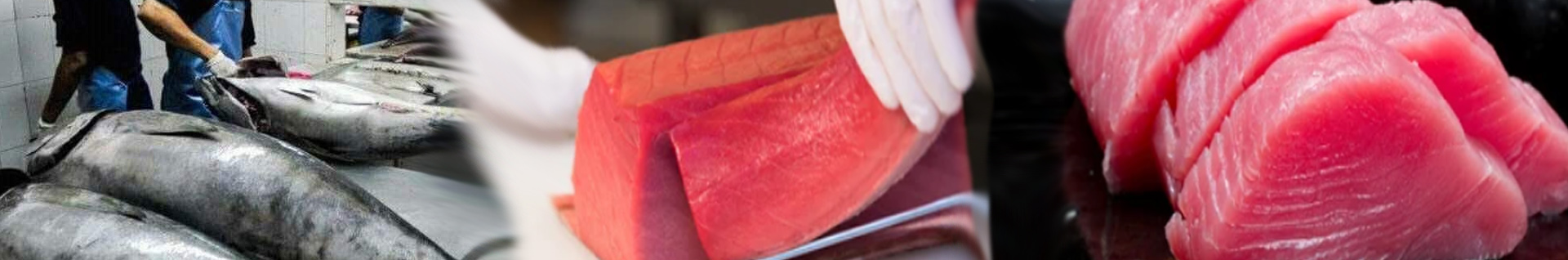 Yellowfin tuna whole fish, loins, and sliced portions