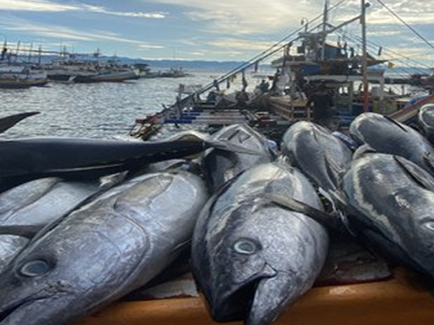 Seafood procurement and tuna sourcing coordination