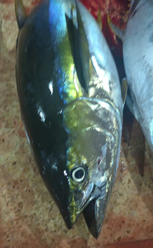 Whole raw Yellowfin Tuna fresh on ice